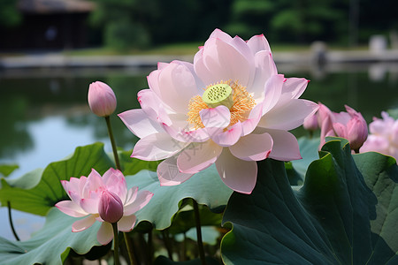 盛开的莲花背景图片