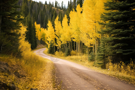 山脉中的秋天森林景观图片