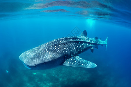 深海中游泳的鲸鱼背景图片