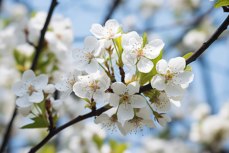 春天的梨花植物背景图片