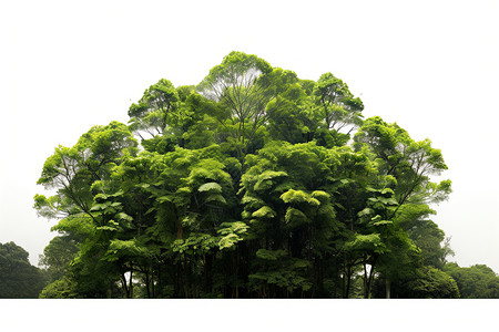 森林的植物学图片