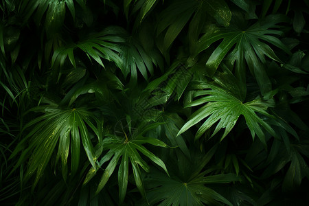 丛林的叶子背景图片