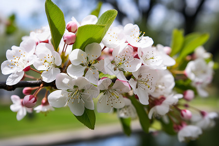 春天苹果花白色的苹果花背景