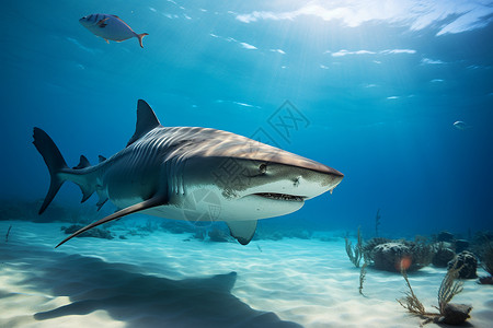 潜水的海底鲨鱼图片