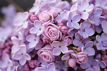 浪漫的紫色花朵图片