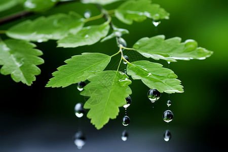 雨水冲洗的叶子背景图片