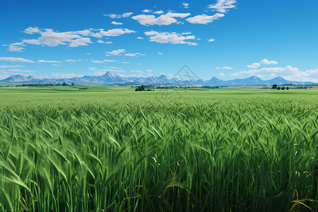 绿色农庄麦田的美景插画