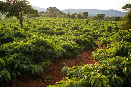 咖啡种植园巴西咖啡高清图片