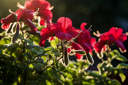 夏季盛开的美丽芍药花背景图片