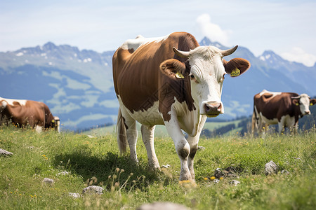 农场养殖的奶牛图片