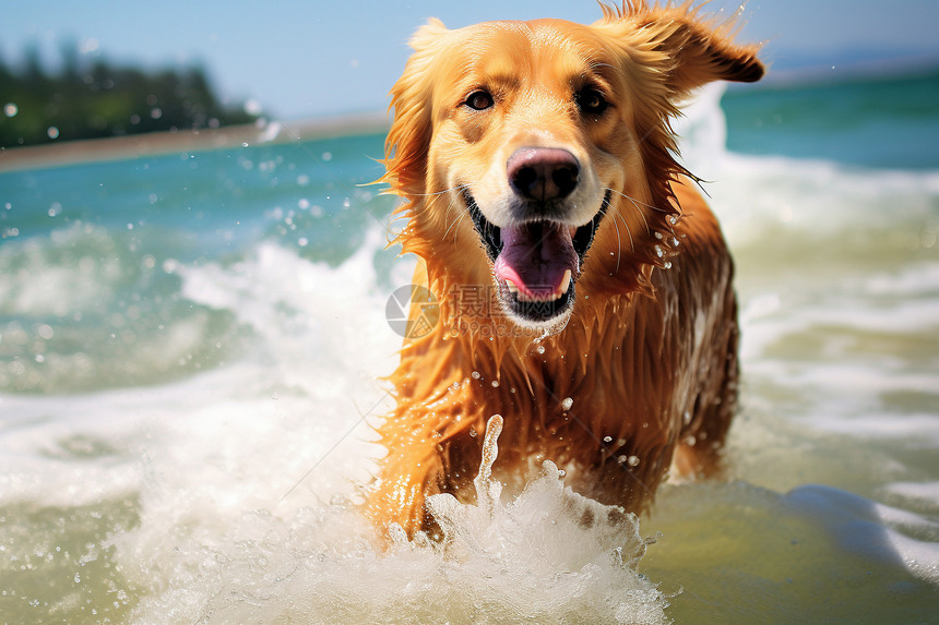 海滩上奔跑玩水的金毛犬图片