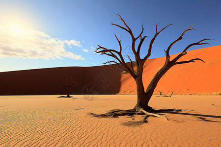 壮观的沙丘沙漠景观图片