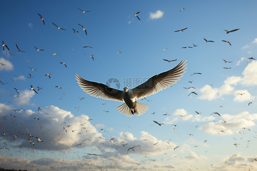 天空中自由飞翔的海鸥图片