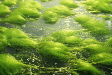 沼泽海洋里的海藻设计图片