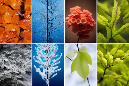 树叶拼贴画拼贴的植物图片设计图片