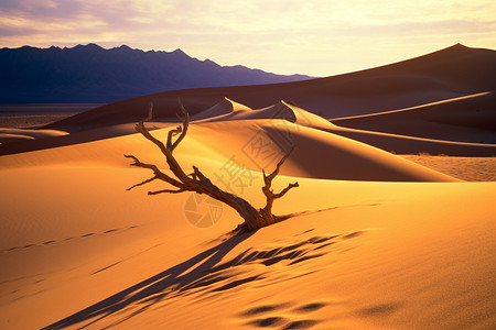 沙漠的荒野景象背景图片