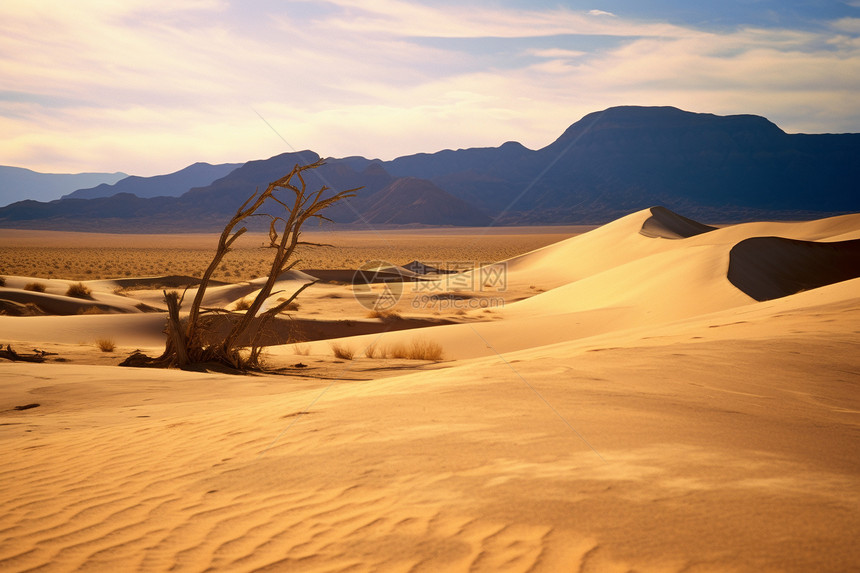 沙漠的风景图片