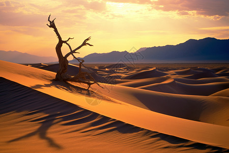 荒芜的沙漠背景图片