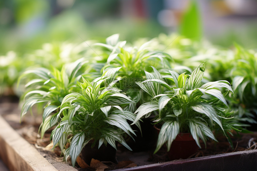 茂盛的绿植图片