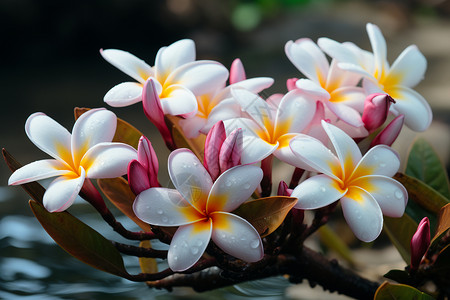 漂亮的热带植物鸡蛋花图片