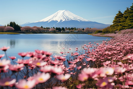 日本的春天著名旅游景点富士山背景