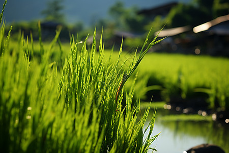 水稻种植图片