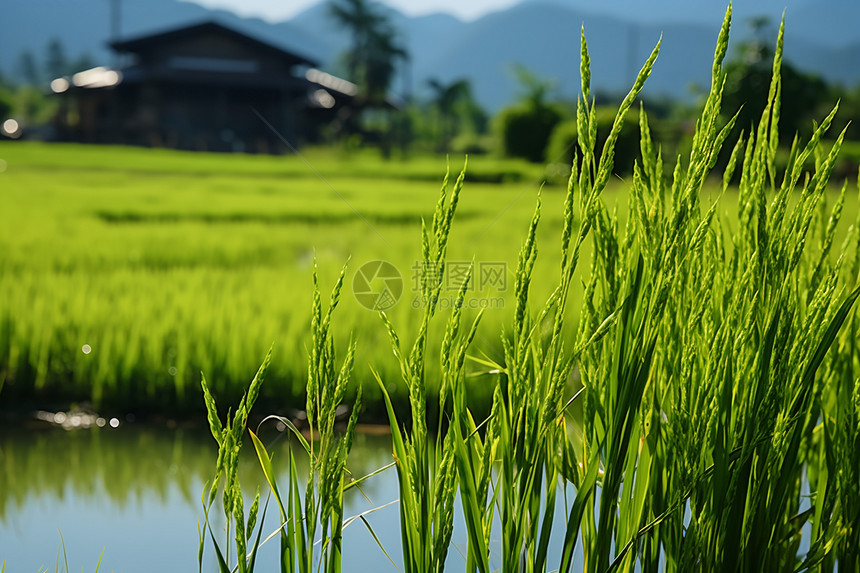 河边的水稻图片