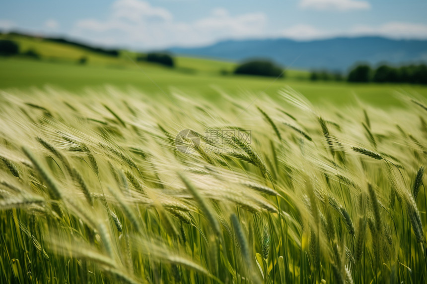 农村农业小麦作物图片