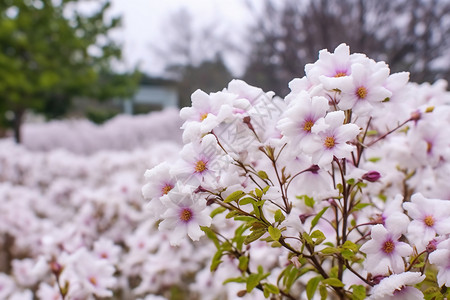 公园里的小白花花园高清图片素材