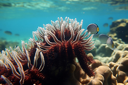 海底红色珊瑚景观图片