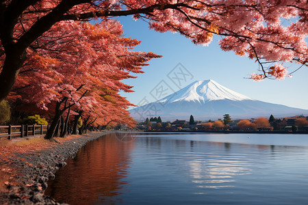 富士山脚下的樱花公园背景图片