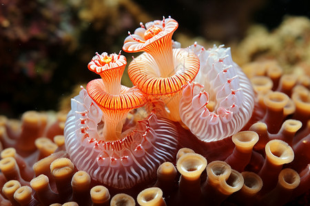 珊瑚上的野生海葵图片