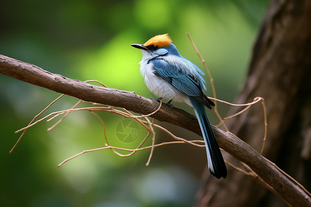 蓝色扁平化小鸟树枝上的蓝色小鸟背景