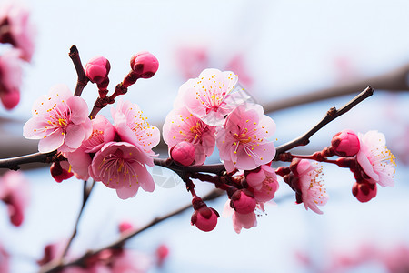 绽放的花朵风景樱花高清图片素材