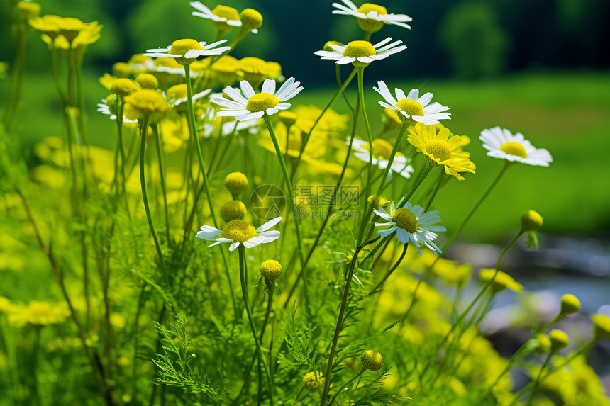 宁静草甸上盛开的小雏菊花朵图片