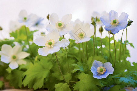 盛开的美丽银莲花背景图片