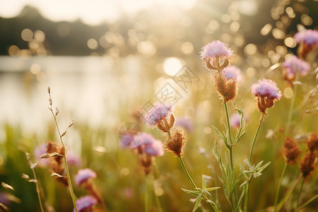 花园池塘花园秋天的野花背景