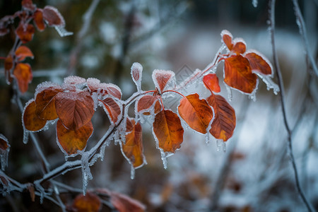 植物上结冰的树叶图片
