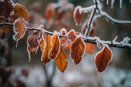 树枝上结冰的树叶图片