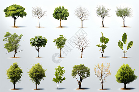 种类各异的树木背景图片