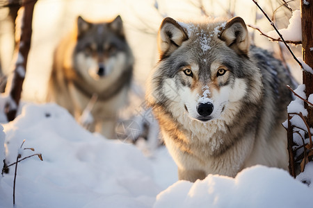 狩猎的雪中灰狼图片素材