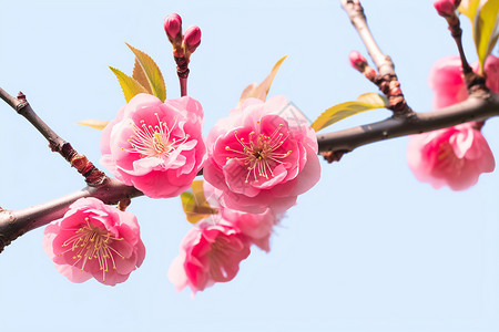 盛开的樱花背景图片