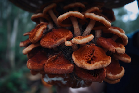 一朵菌菇图片