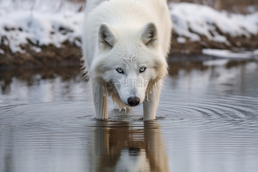 河水里的白狼图片