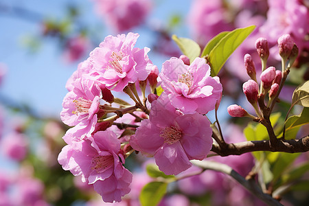 珍贵紫薇树开花的桃金娘背景