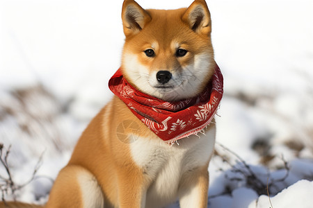 雪地里的柴犬背景图片