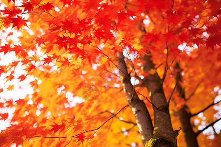 好看美丽的红色树叶背景图片