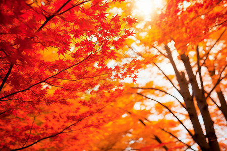 美丽的红色树叶背景图片
