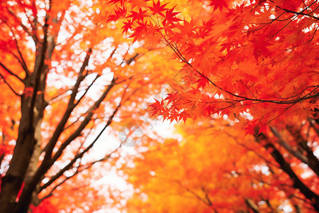 漂亮的红色树叶背景图片