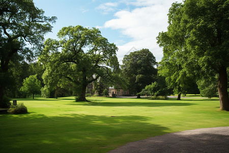 绿色晴朗的公园背景图片